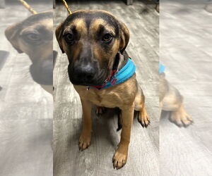 Mutt Dogs for adoption in Ellijay, GA, USA