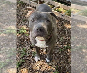 Mutt Dogs for adoption in Sanford, FL, USA