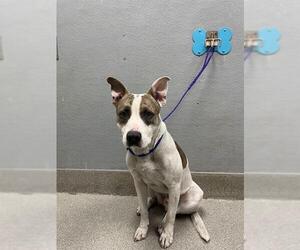 American Pit Bull Terrier-Unknown Mix Dogs for adoption in Las Vegas, NV, USA