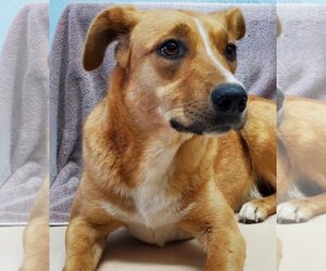 Mutt Dogs for adoption in Lake Forest, CA, USA
