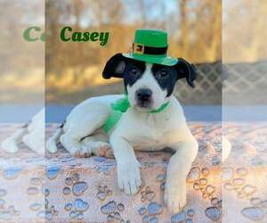 Labrador Retriever-Unknown Mix Dogs for adoption in Palatine/Kildeer/Buffalo grove, IL, USA