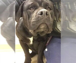 Labrottie Dogs for adoption in Riverside, CA, USA