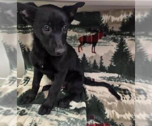 German Shepherd Dog-Unknown Mix Dogs for adoption in HESPERIA, CA, USA