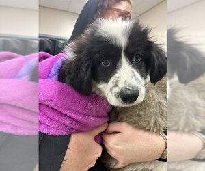 Pyrenees Border Collie Dogs for adoption in Pacifica, CA, USA