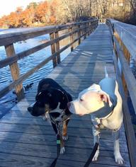 American Bulldog Dogs for adoption in Elmsford, NY, USA