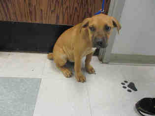 Mastiff Dogs for adoption in Oklahoma City, OK, USA