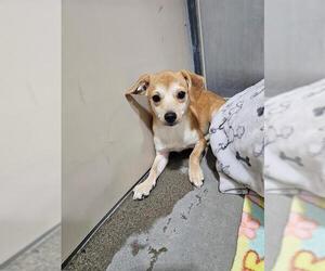 Chiweenie Dogs for adoption in Frisco, CO, USA