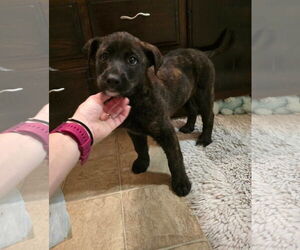 Australian Shepherd-Holland Shepherd Mix Dogs for adoption in Columbus, IN, USA