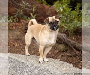 Chug Dogs for adoption in Temecula, CA, USA