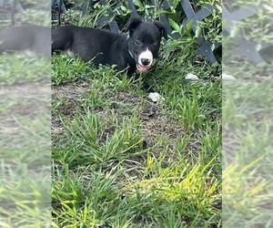 Labrador Retriever-Unknown Mix Dogs for adoption in San Antonio, TX, USA