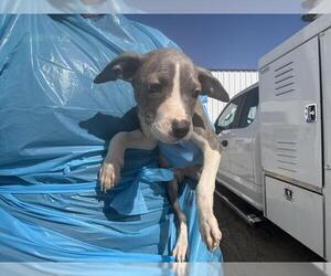 American Pit Bull Terrier Dogs for adoption in Bakersfield, CA, USA