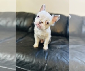 French Bulldog Dogs for adoption in Tenafly, NJ, USA