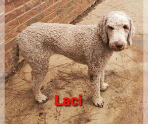 Labradoodle Dogs for adoption in Pawtucket, RI, USA