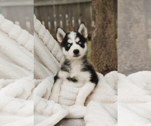 Siberian Husky Dogs for adoption in Carrollton, TX, USA