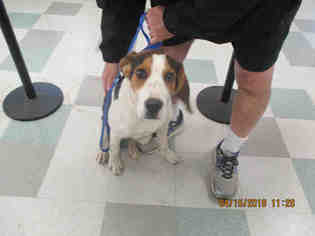 Treeing Walker Coonhound Dogs for adoption in Oklahoma City, OK, USA