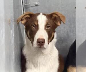 Australian Shepherd-Unknown Mix Dogs for adoption in HESPERIA, CA, USA