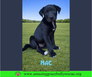 Labrador Retriever-Unknown Mix Dogs for adoption in Milton, FL, USA