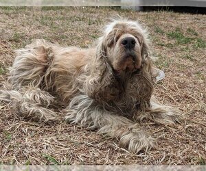 Cocker Spaniel Dogs for adoption in San Antonio, TX, USA