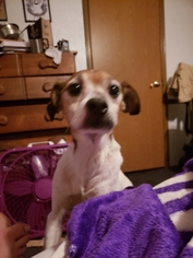 Jack-Rat Terrier Dogs for adoption in Reeds, MO, USA