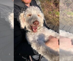 Goldendoodle (Miniature) Dogs for adoption in Bowmanville, Ontario, Canada