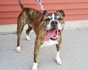 Bullboxer Pit Dogs for adoption in Fargo, ND, USA