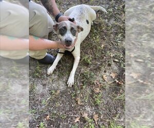 Medium Photo #1 Mutt Puppy For Sale in Gainesville, FL, USA