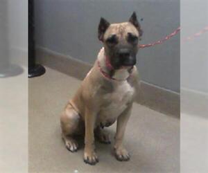 Presa Canario-Unknown Mix Dogs for adoption in Las Vegas, NV, USA