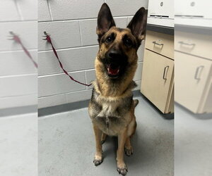 German Shepherd Dog Dogs for adoption in St. Cloud, FL, USA