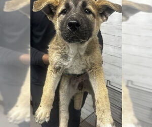 German Shepherd Dog Dogs for adoption in San Bernardino, CA, USA
