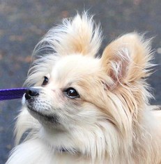 Pomeranian Dogs for adoption in Vernonia, OR, USA