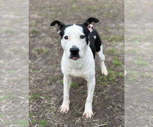 American Pit Bull Terrier Dogs for adoption in Virginia Beach, VA, USA