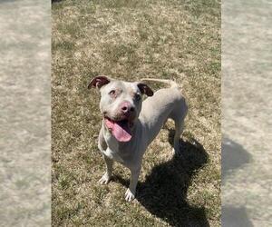 Mutt Dogs for adoption in Santa Cruz, CA, USA