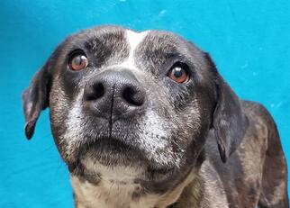 Small Catahoula Leopard Dog Mix