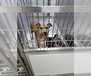 American Pit Bull Terrier-Labrador Retriever Mix Dogs for adoption in Norfolk, VA, USA