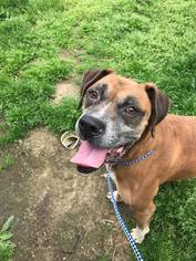 Boxer Dogs for adoption in Evansville, IN, USA