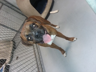 Boxer Dogs for adoption in Iroquois, IL, USA