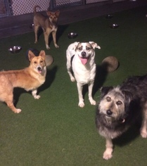 Sheprador Dogs for adoption in Newport Beach, CA, USA