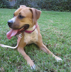 Bullboxer Pit Dogs for adoption in Newport Beach, CA, USA