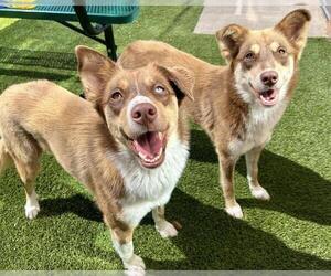 Border Collie-Unknown Mix Dogs for adoption in Raleigh, NC, USA