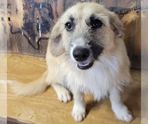 Unknown-Wheaten Terrier Mix Dogs for adoption in Carrollton, TX, USA