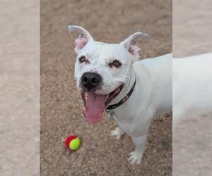 American Pit Bull Terrier Dogs for adoption in Brighton, CO, USA