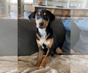 Sheprador Dogs for adoption in Bellevue, WA, USA