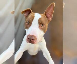 American Pit Bull Terrier-Unknown Mix Dogs for adoption in Incline Village, NV, USA