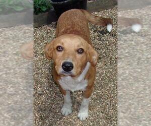 Beagle-Unknown Mix Dogs for adoption in Birch Tree, MO, USA