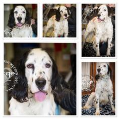 Medium Photo #1 English Setter Puppy For Sale in Newport, KY, USA