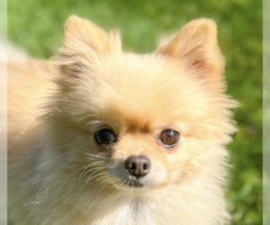 Pomeranian Dogs for adoption in San Ramon, CA, USA