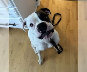 Boxer Dogs for adoption in Burnsville, MN, USA