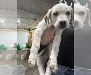Anatolian Shepherd-Catahoula Leopard Dog Mix Dogs for adoption in Calgary, Alberta, Canada