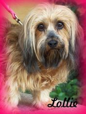 Schweenie Dogs for adoption in Anaheim Hills, CA, USA