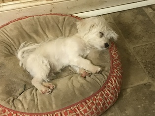 Maltese Dogs for adoption in Parker Ford, PA, USA